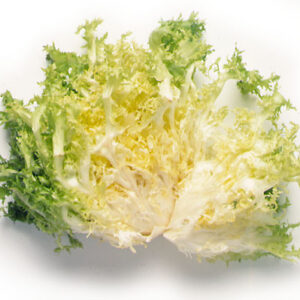 ESCAROLA - Unitat (Ecobodum)