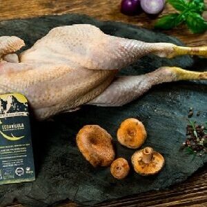 POLLASTRE SENCER EN CANAL - KG