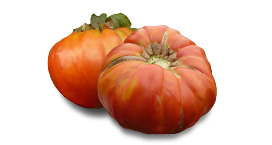 TOMÀQUET MANDÓ DE COLLSEROLA- KG (Ecobodum)