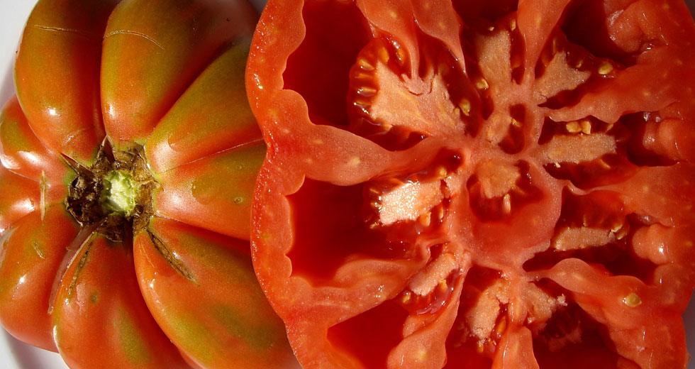 TOMÀQUET ROSA PLE- KG (Ecobodum)